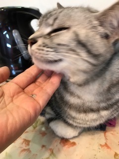 image.jpeg